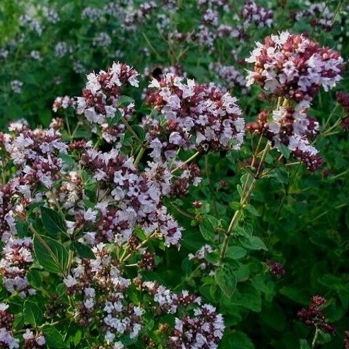 Oregano